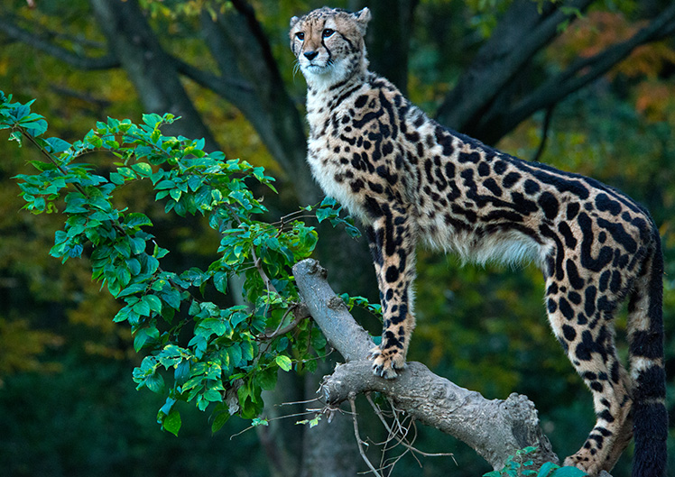 デルマー・プロミス 最大のスピードで、最も高い品質を提供できるように